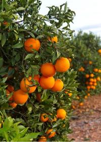 Valencia orange 
